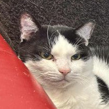 James the cat, a member of Dice Dragons